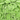 Lime Skalle